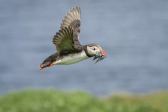 Atlantic Puffin (Fratercula arctica) in flight with sandeels in bill, Farne Islands, United Kingdom