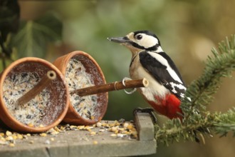 Great Spotted Woodpecker (Dendrocopos major) female, Lower Saxony, Germany