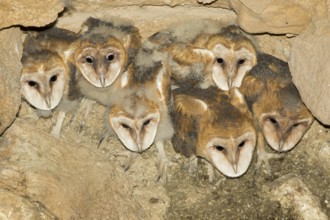 Barn Owl Tyto alba Tucson, Pima County, Arizona, United States 15 May 2017 Immatures on nest in