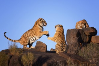 Bengal Tiger (Panthera tigris) three fighting adult, captive, Philippolis, South Africa