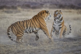 Bengal Tiger (Panthera tigris) two females fighting, captive, Philippolis, South Africa