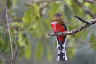 Red-headed Trogon (Harpactes erythrocephalus) female perched on a branch, Kaeng Krachan, Thailand