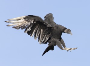 Black Vulture (Coragyps atratus) flying, Florida, USA