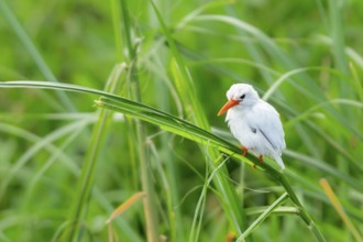 Malachite Kingfisher (Corythornis cristatus) leucistic, Lake Mburo National Park, Uganda