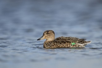 Eurasian Teal (Anas crecca) male, North Rhine-Westphalia, Germany