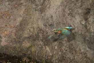 Common Kingfisher (Alcedo atthis) female taking flight from nest hole, Lower Saxony, Germany