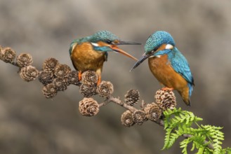Common Kingfisher (Alcedo atthis) pair perched on a branch, Lower Saxony, Germany