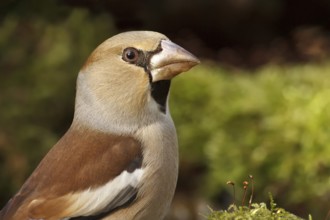 Hawfinch (Coccothraustes coccothraustes) female, North Rhine-Westphalia, Germany