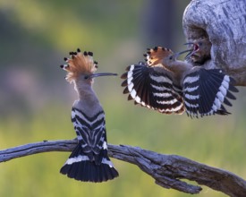 Eurasian Hoopoe (Upupa epops) feeding chicks in breeding cavity, Saxony-Anhalt, Germany