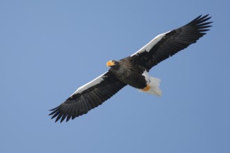 Steller's Sea Eagle (Haliaeetus pelagicus) flying, Hokkaido, Japan