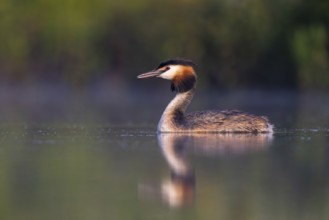Great Crested Grebe (Podiceps cristatus), North Rhine-Westphalia, Germany