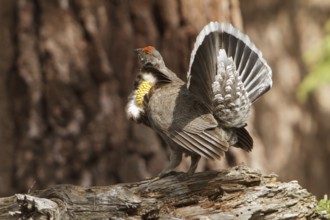 Sooty Grouse (Dendragapus fuliginosus) male, California, USA