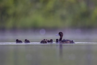 Tufted Duck (Aythya fuligula) female with chicks, North Rhine-Westphalia, Germany