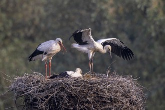 White Stork (Ciconia ciconia) adult with juveniles in nest, Netherlands