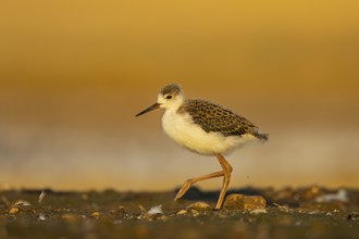 Black-winged Stilt (Himantopus himantopus) juvenile foraging, North Rhine-Westphalia, Germany