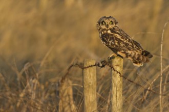 Short-eared Owl (Asio flammeus), Texel, Netherlands