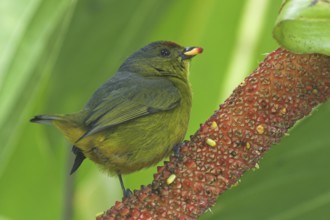 Olive-backed Euphonia (Euphonia gouldi) female, Costa Rica