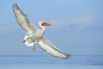 Dalmatian pelican, Pelecanus crispus, landing in Lake Kerkini, Greece. Pelican with open wings.