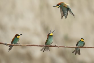 European Bee-eater (Merops apiaster), Piedmont, Italy
