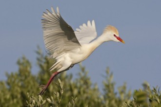 Western Cattle Egret (Bubulcus ibis) flying, Mallorca, Spain