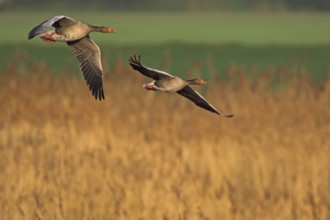 Greylag Goose (Anser anser) flying, Germany