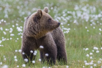 Eurasian Brown Bear (Ursus arctos) male close-up in white cottongrass, Finland