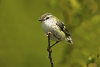 Rifleman (Acanthisitta chloris) male, New Zealand