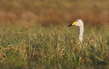 Whooper Swan (Cygnus cygnus) nest, Trollhaettan, Sweden