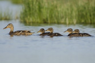 Northern Shoveler (Spatula clypeata) female with juveniles, Schleswig-Holstein, Germany