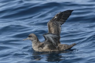 Sooty Shearwater (Ardenna grisea), Californien, USA