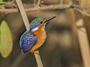 Malachite Kingfisher (Corythornis cristatus), Gambia
