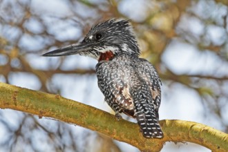 Giant Kingfisher (Megaceryle maxima) male, Masai Mara, Kenya