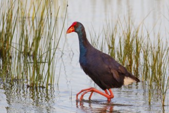 Western Swamphen (Porphyrio porphyrio) foraging, Mallorca, Spain