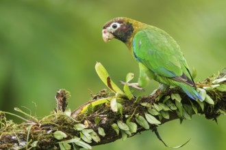 Brown-hooded Parrot (Pyrilia haematotis) perched on a branch in Costa Rica