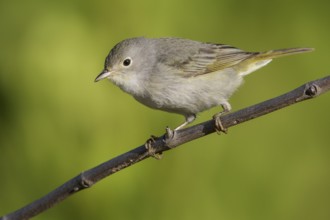 Yellow Warbler (Setophaga petechia) perched on a branch in Cuba
