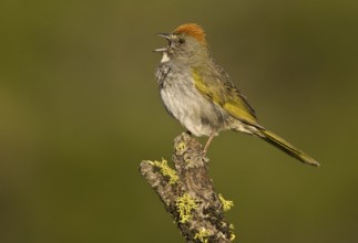 Green-tailed Towhee (Pipilo chlorurus) singing, Oregon, USA
