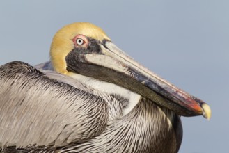 Brown Pelican (Pelecanus occidentalis), Florida, USA