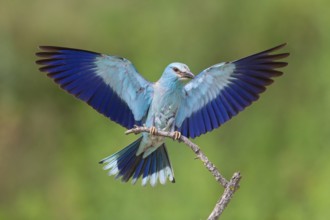 Blauracke, European Roller, Roller, Coracias garrulus, Rollier d'Europe, Carraca Europea, Carraca