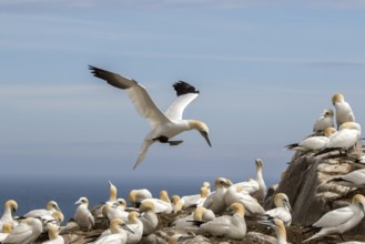 Northern Gannet (Morus bassanus) colony, Saltee Islands, Ireland