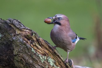 Eurasian Jay (Garrulus glandarius) with acorn in beak, Mecklenburg-Western Pomerania, Germany