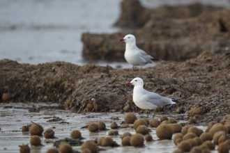 Audouin's Gull (Ichthyaetus audouinii), Mallorca, Spain