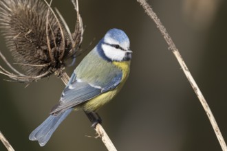 Blue Tit - Blaumeise - Cyanistes caeruleus ssp. caeruleus, Germany, adult