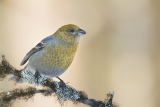 Pine Grosbeak - Hakengimpel - Pinicola enucleator, Finland