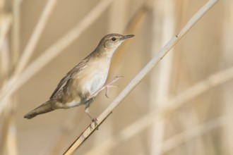 Savis Warbler - Rohrschwirl - Locustella luscinoides, Germany