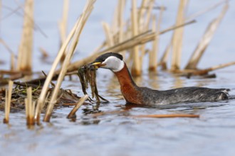 Red-necked Grebe (Podiceps grisegena) with nesting material, Mecklenburg-Western Pomerania, Germany