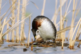 Red-necked Grebe (Podiceps grisegena) invitating to mating on nest, Mecklenburg-Western Pomerania,