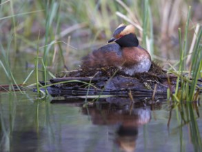 Horned Grebe (Podiceps auritus) on nest, Sweden