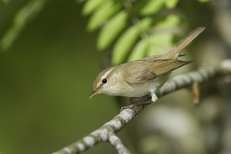 Greenish Warbler - Grünlaubsänger - Phylloscopus trochiloides