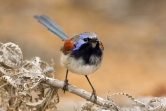 Blue-breasted Fairywren (Malurus pulcherrimus) male, Western Australia, Australia