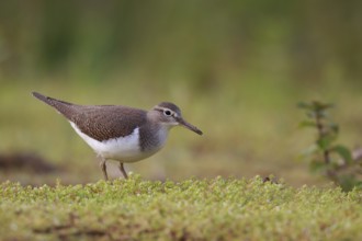 Common Sandpiper (Actitis hypoleucos) foraging, North Rhine-Westphalia, Germany